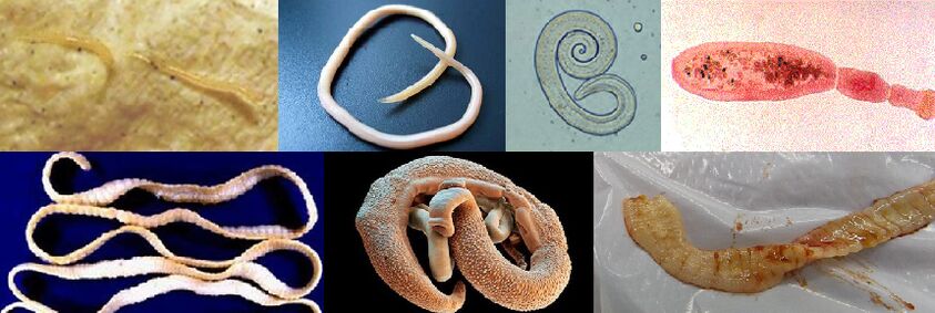 Različite vrste parazita