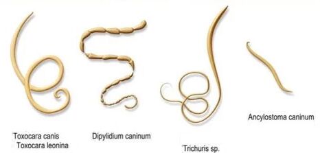 crvi i njihova imena