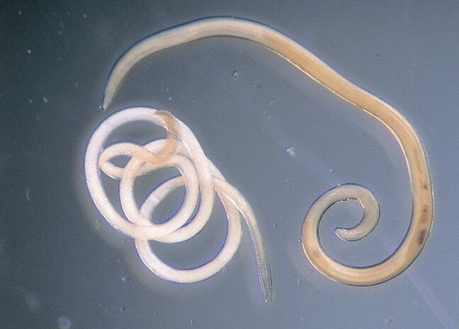 Nematode