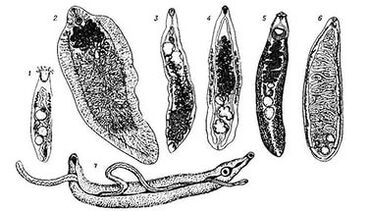 Trematode (ravni crvi)