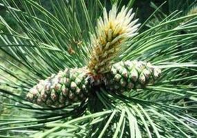 Bora za čišćenje tijela parazita