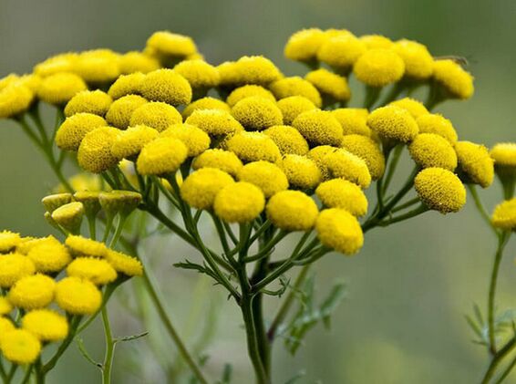 tansy - lijek za parazite